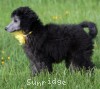 A photo of Sunridge Midnight Piper, a silver standard poodle