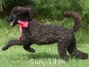 A photo of Patricia, a black standard poodle puppy