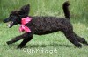 A photo of Patricia, a black standard poodle puppy