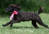 A photo of Patricia, a black standard poodle puppy
