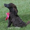 A photo of Patricia, a black standard poodle puppy