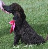 A photo of Patricia, a black standard poodle puppy