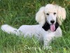 A photo of Baki, a white standard poodle