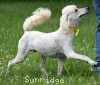 A photo of Yogi, a white standard poodle puppy