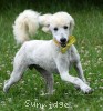 A photo of Yogi, a white standard poodle puppy