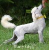 A photo of Yogi, a white standard poodle puppy