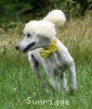 A photo of Yogi, a white standard poodle puppy