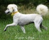 A photo of Yogi, a white standard poodle puppy