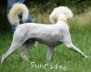 A photo of Yogi, a white standard poodle puppy