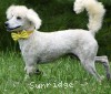 A photo of Yogi, a white standard poodle puppy