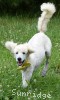 A photo of Yogi, a white standard poodle puppy