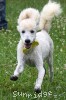 A photo of Yogi, a white standard poodle puppy