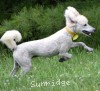 A photo of Yogi, a white standard poodle puppy