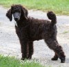 A photo of Ward, a blue standard poodle puppy