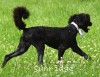 A photo of Ward, a blue standard poodle puppy