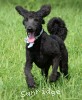 A photo of Ward, a blue standard poodle puppy