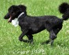 A photo of Ward, a blue standard poodle puppy