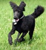 A photo of Ward, a blue standard poodle puppy