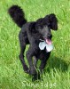 A photo of Ward, a blue standard poodle puppy