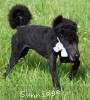 A photo of Ward, a blue standard poodle puppy