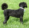 A photo of Ward, a blue standard poodle puppy