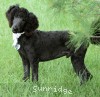 A photo of Ward, a blue standard poodle puppy