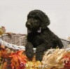 A photo of Sunridge Untouchable Vision, a silver standard poodle