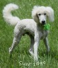A photo of Toulouse, a white standard poodle