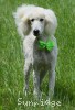 A photo of Toulouse, a white standard poodle