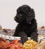 A photo of Sunridge Untouchable Vision, a silver standard poodle