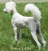 A photo of Toulouse, a white standard poodle