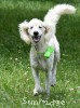 A photo of Toulouse, a white standard poodle