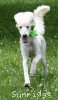 A photo of Toulouse, a white standard poodle