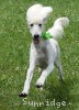 A photo of Toulouse, a white standard poodle