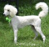A photo of Toulouse, a white standard poodle