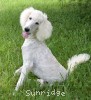 A photo of Toulouse, a white standard poodle