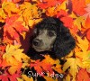 A photo of Sunridge Untouchable Vision, a silver standard poodle