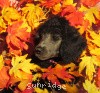 A photo of Sunridge Untouchable Vision, a silver standard poodle