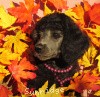 A photo of Sunridge Untouchable Vision, a silver standard poodle