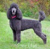 A photo of Sunridge Blue Lace Masterpiece, a blue standard poodle