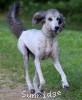 A photo of Sunridge Untouchable Midnight Princess, a silver standard poodle