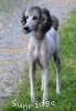 A photo of Sunridge Untouchable Midnight Princess, a silver standard poodle