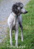 A photo of Sunridge Untouchable Midnight Princess, a silver standard poodle