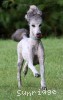 A photo of Sunridge Untouchable Midnight Princess, a silver standard poodle