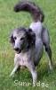 A photo of Sunridge Untouchable Midnight Princess, a silver standard poodle