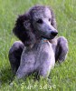 A photo of Sunridge Untouchable Midnight Princess, a silver standard poodle