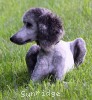 A photo of Sunridge Untouchable Midnight Princess, a silver standard poodle