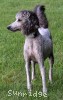 A photo of Sunridge Untouchable Midnight Princess, a silver standard poodle