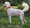 A photo of Prince In The Sky, a white standard poodle