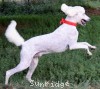 A photo of Prince In The Sky, a white standard poodle